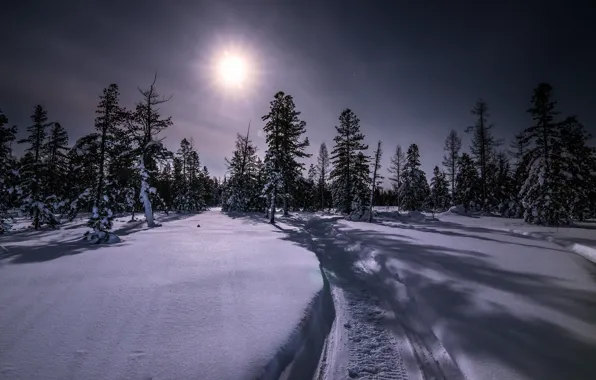 Wallpaper Winter Forest Water Stars Light Snow Night House