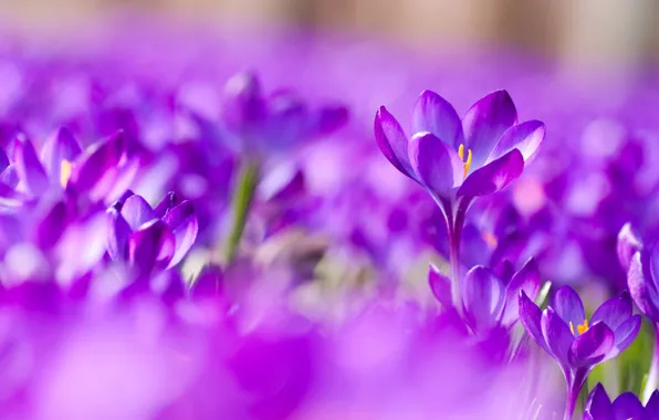 Wallpaper Flowers Glade Bright Blur Spring Crocuses Buds A Lot