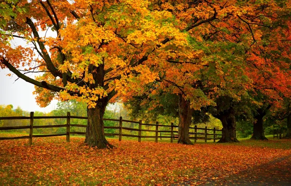 Wallpaper Road Autumn Forest Leaves Trees Nature Park Colors