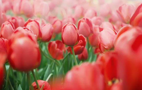 Wallpaper Flowers Spring Garden Tulips Red Bokeh For Mobile And