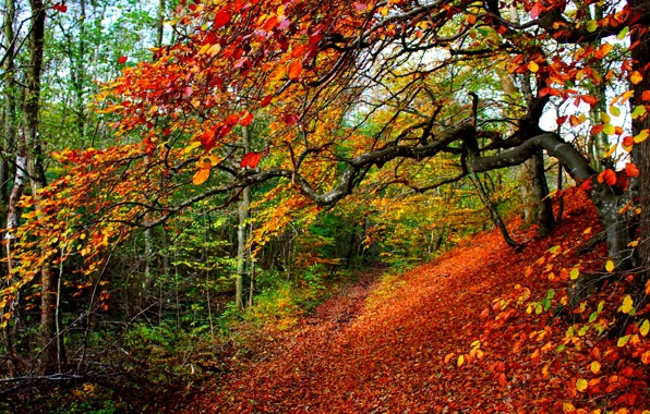 Wallpaper Road Autumn Forest Leaves Trees Nature Park Colors