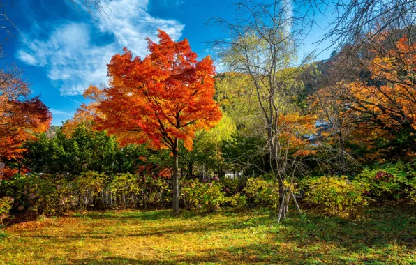 Wallpaper Autumn Forest Leaves Trees Park Colorful Forest