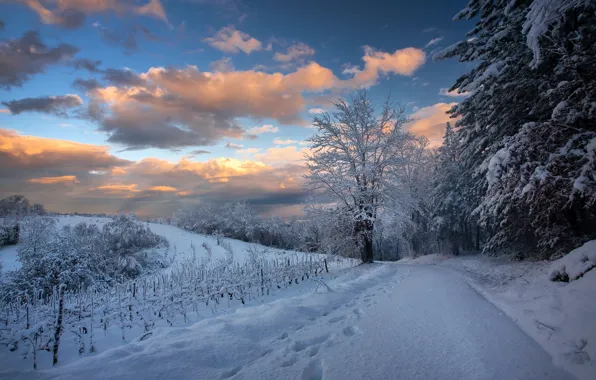 Wallpaper Snowy Forest Snow Winter Snow Road Trees Landscape For