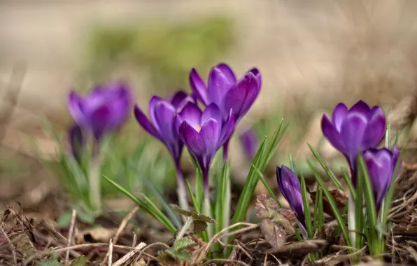 Wallpaper Flowers Glade Spring Purple Crocuses Buds Lilac Bokeh