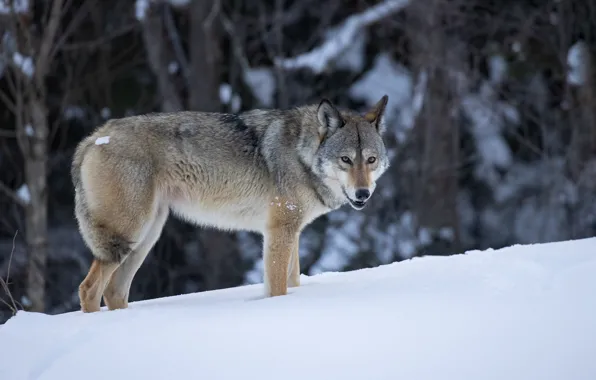 Wallpaper Winter Forest Look Snow Branches Wolf The Snow For