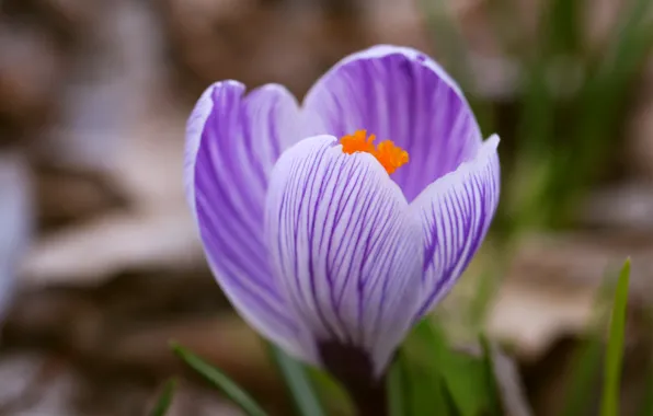 Wallpaper Flower Grass Macro Lilac One Spring Blur Striped