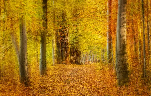 Wallpaper Autumn Forest Leaves Trees Park Alley Yellow For Mobile