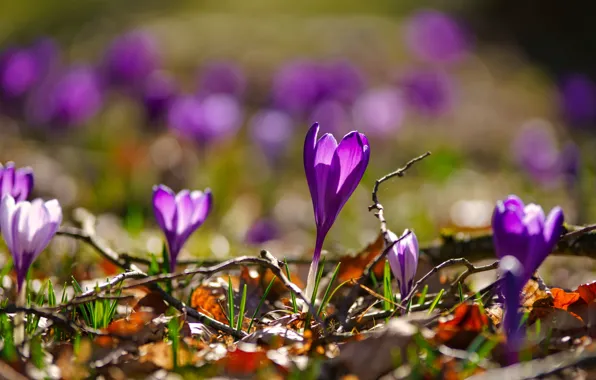 Wallpaper Flowers Light Purple Crocuses Lilac Glade Bokeh Leaves