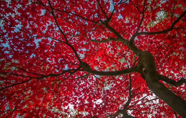 Wallpaper Autumn The Sky Leaves Tree The Crimson For Mobile And