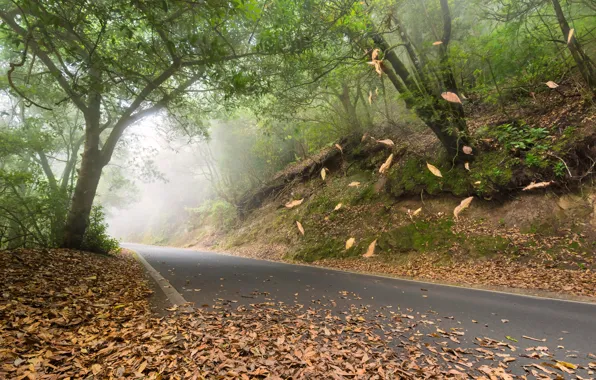 Wallpaper Road Autumn Forest Leaves Trees Park Forest Road For