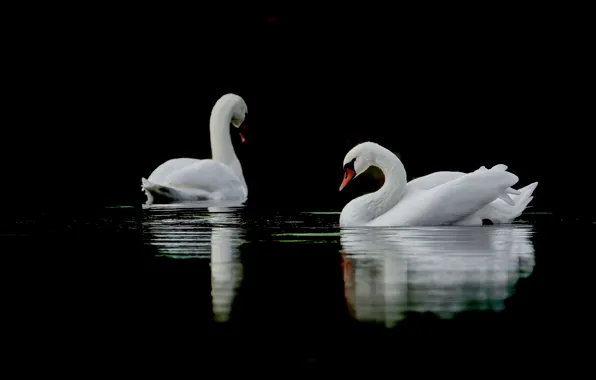 Wallpaper Autumn Lake Reflection Birds For Mobile And Desktop