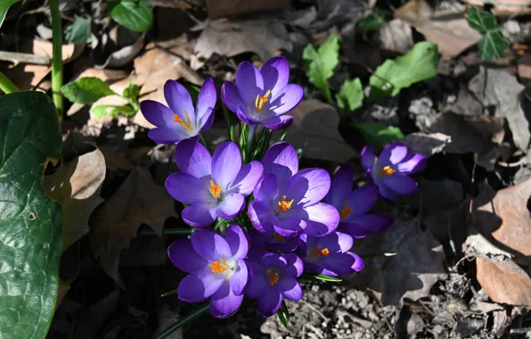 Wallpaper Light Flowers Glade Foliage Spring Purple Crocuses