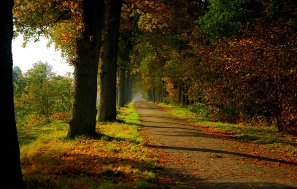 Wallpaper Road Autumn Forest Leaves Trees Nature Park Colors