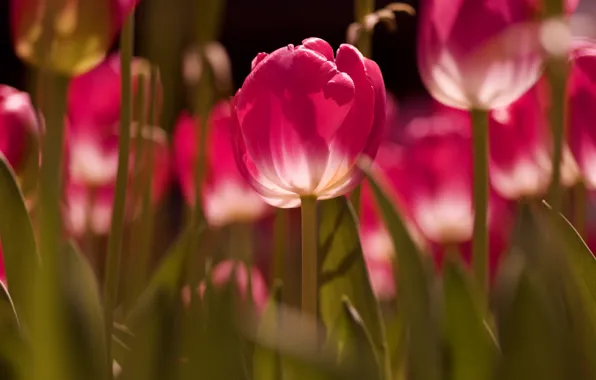 Wallpaper Leaves Light Flowers Stems Spring Tulips Pink Bokeh