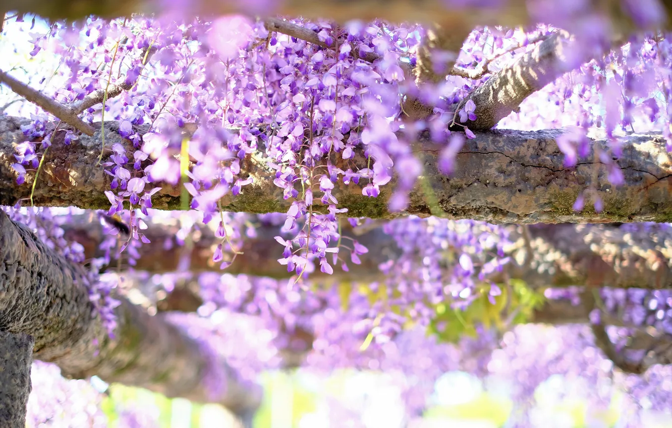 Wallpaper Light Flowers Garden Support Inflorescence Lilac Bokeh