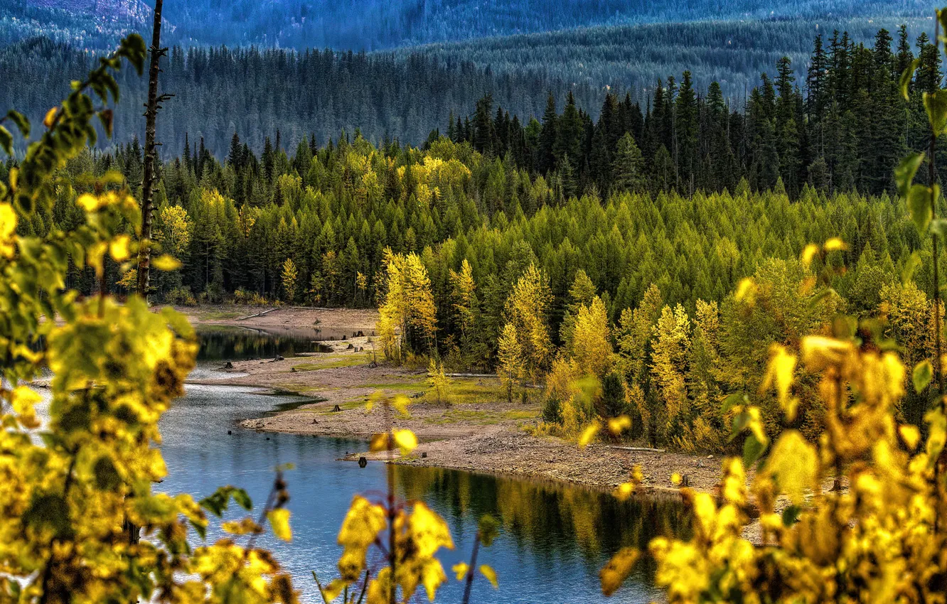 Wallpaper Autumn Forest Leaves Trees Branches Nature River Shore