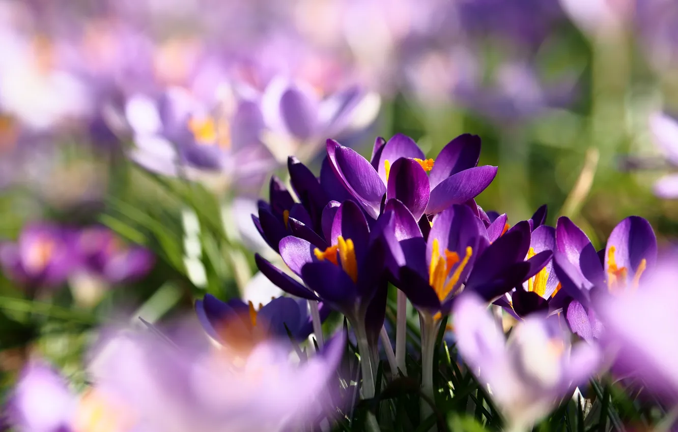 Wallpaper Light Flowers Glade Spring Purple Crocuses Bokeh