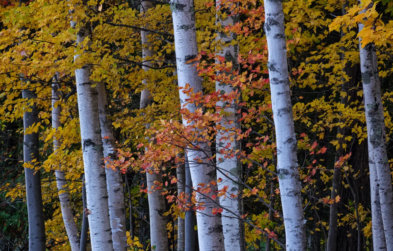 Wallpaper Autumn Forest Leaves Trees Branches Trunks Maples For