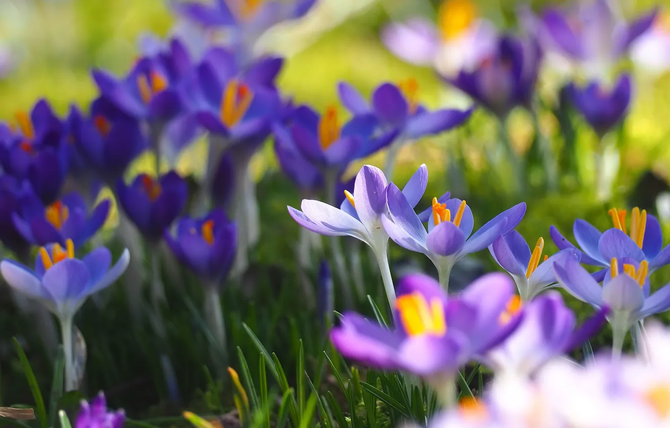 Wallpaper Flowers Glade Spring Purple Crocuses A Lot Lilac Bokeh