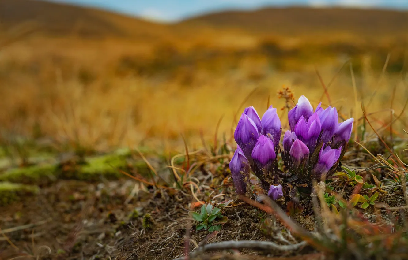 Wallpaper Flowers Hills Glade Spring Crocuses Lilac For Mobile And