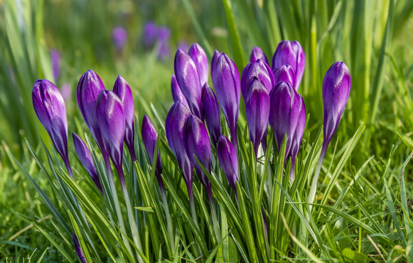 Wallpaper Greens Grass Flowers Glade Spring Purple Crocuses Buds