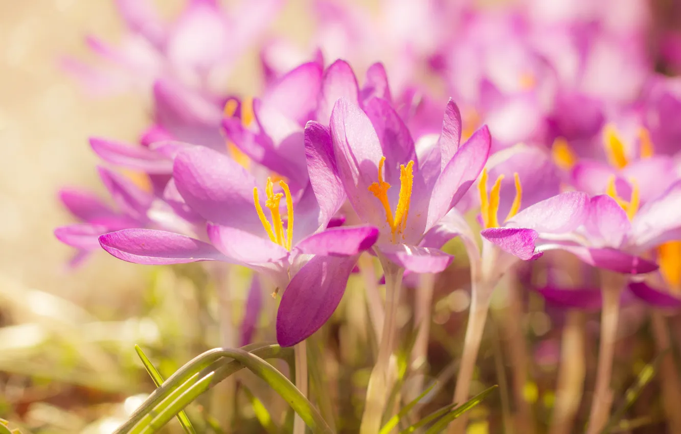 Wallpaper Light Flowers Glade Spring Crocuses Pink Bokeh For