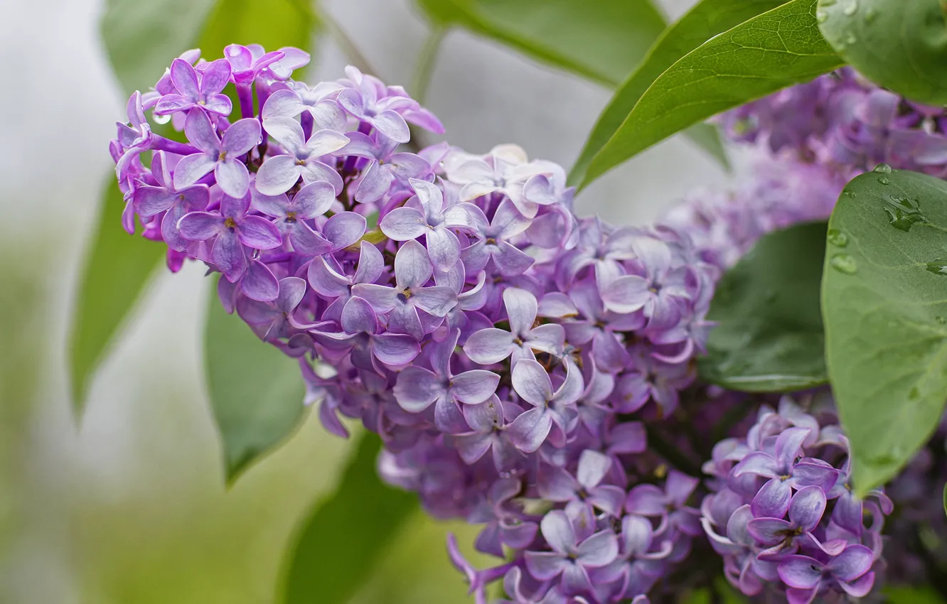 Wallpaper Leaves Drops Flowers Close Up Branch Spring Flowering