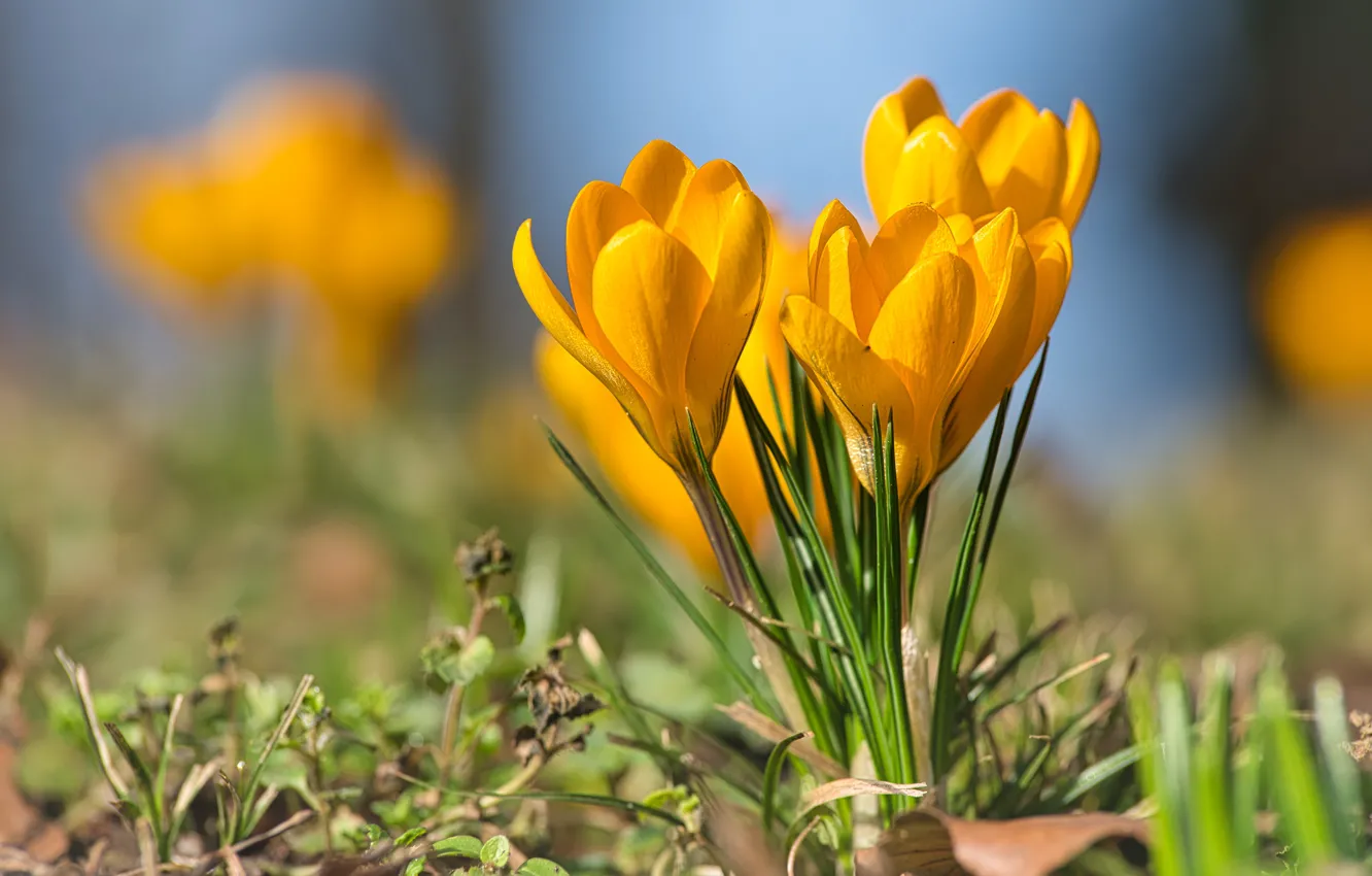 Wallpaper Flowers Spring Yellow Crocuses For Mobile And Desktop