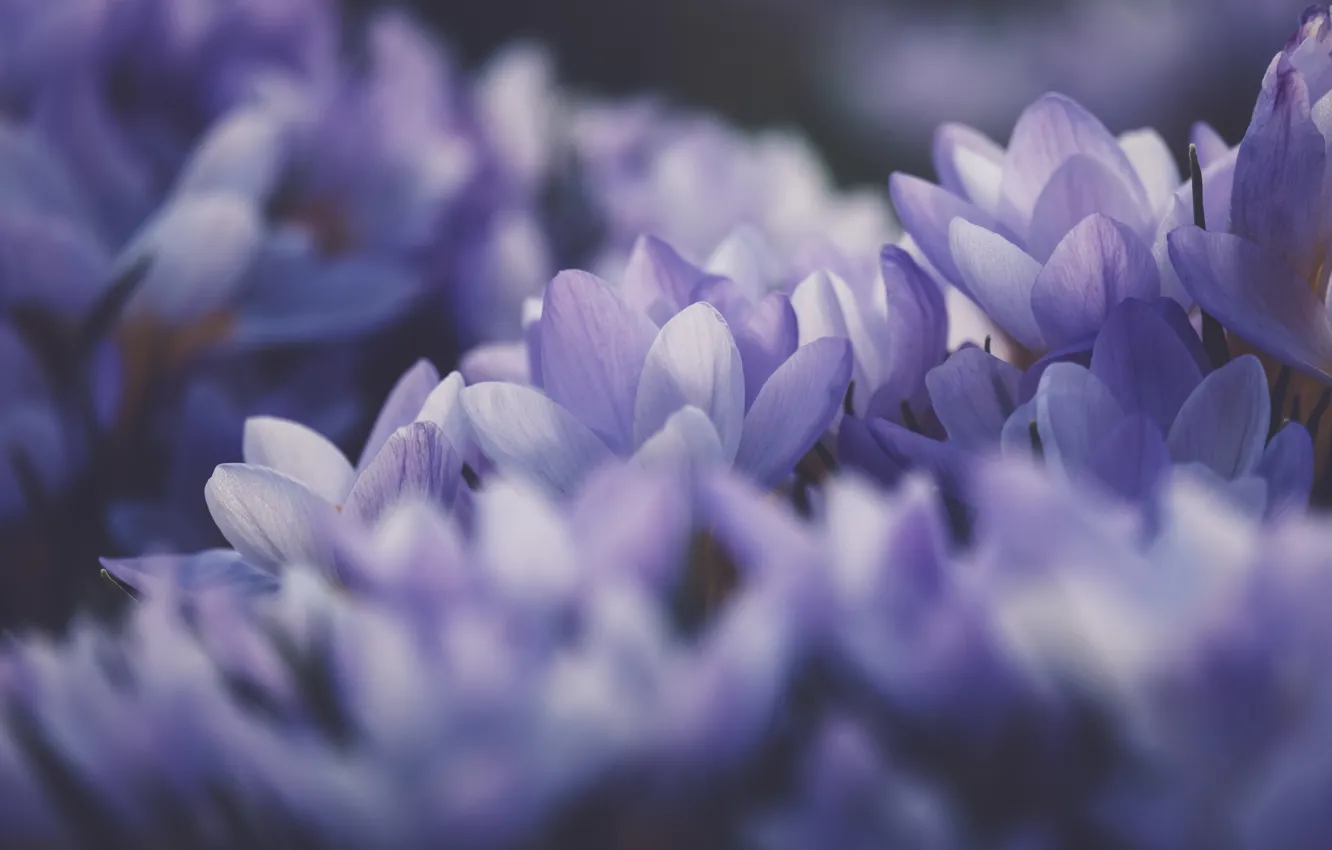 Wallpaper Flowers Spring Petals Crocuses Buds A Lot Lilac Bokeh