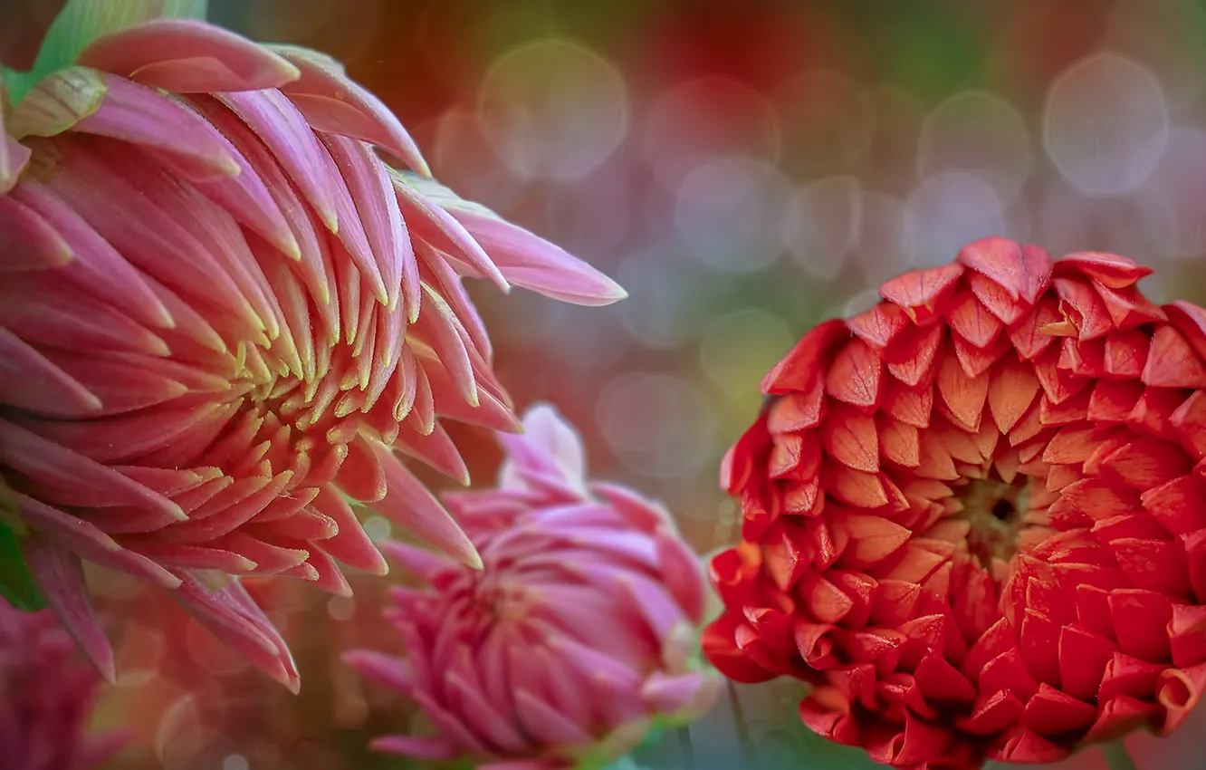 Wallpaper Flowers Nature Background For Mobile And Desktop Section