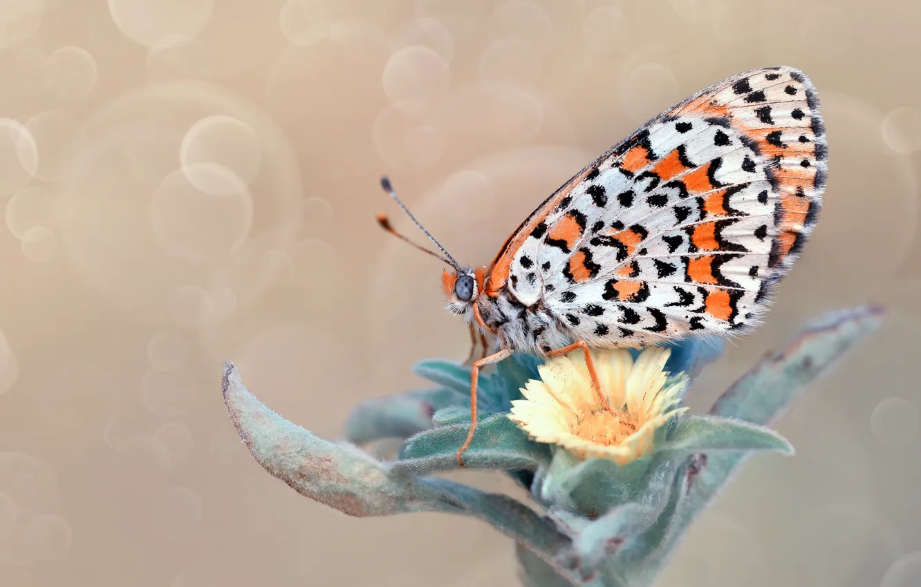 Wallpaper Flower Macro Butterfly Insect For Mobile And Desktop