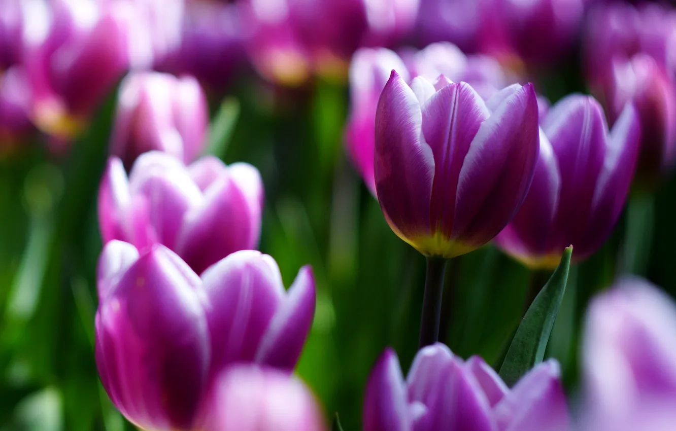 Wallpaper Flowers Spring Tulips Buds Flowerbed A Lot Lilac