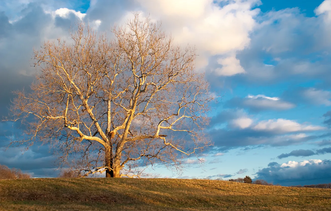 Wallpaper The Sky Clouds Nature Tree Naked For Mobile And Desktop