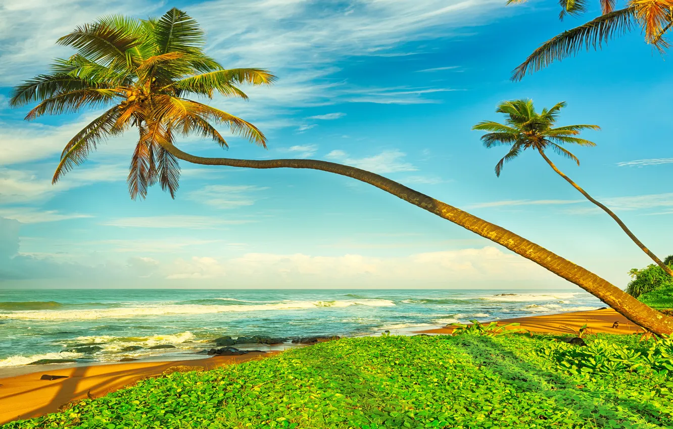 Wallpaper Sand Sea Beach Palm Trees Shore Summer Beach Sea For