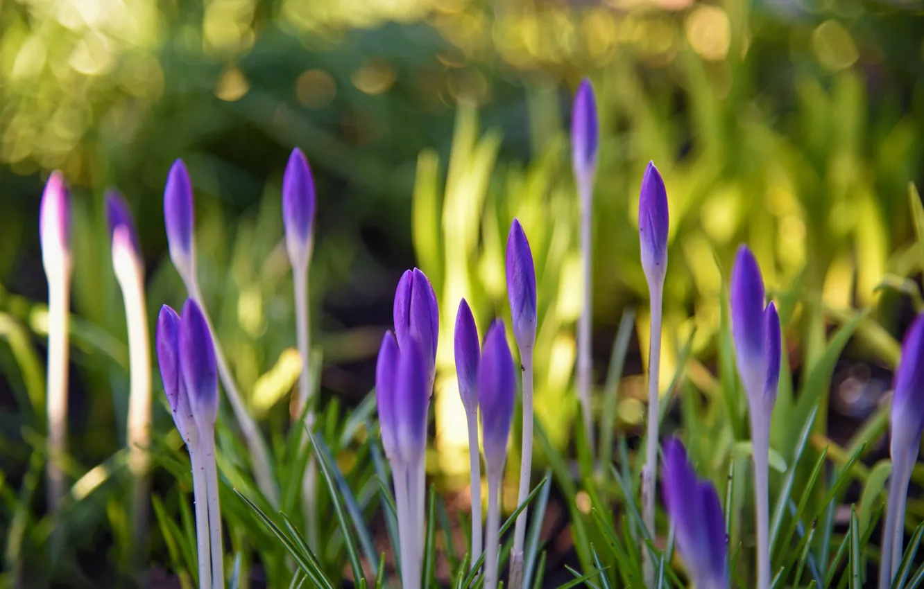 Wallpaper Light Flowers Glade Spring Crocuses Buds Lilac Bokeh