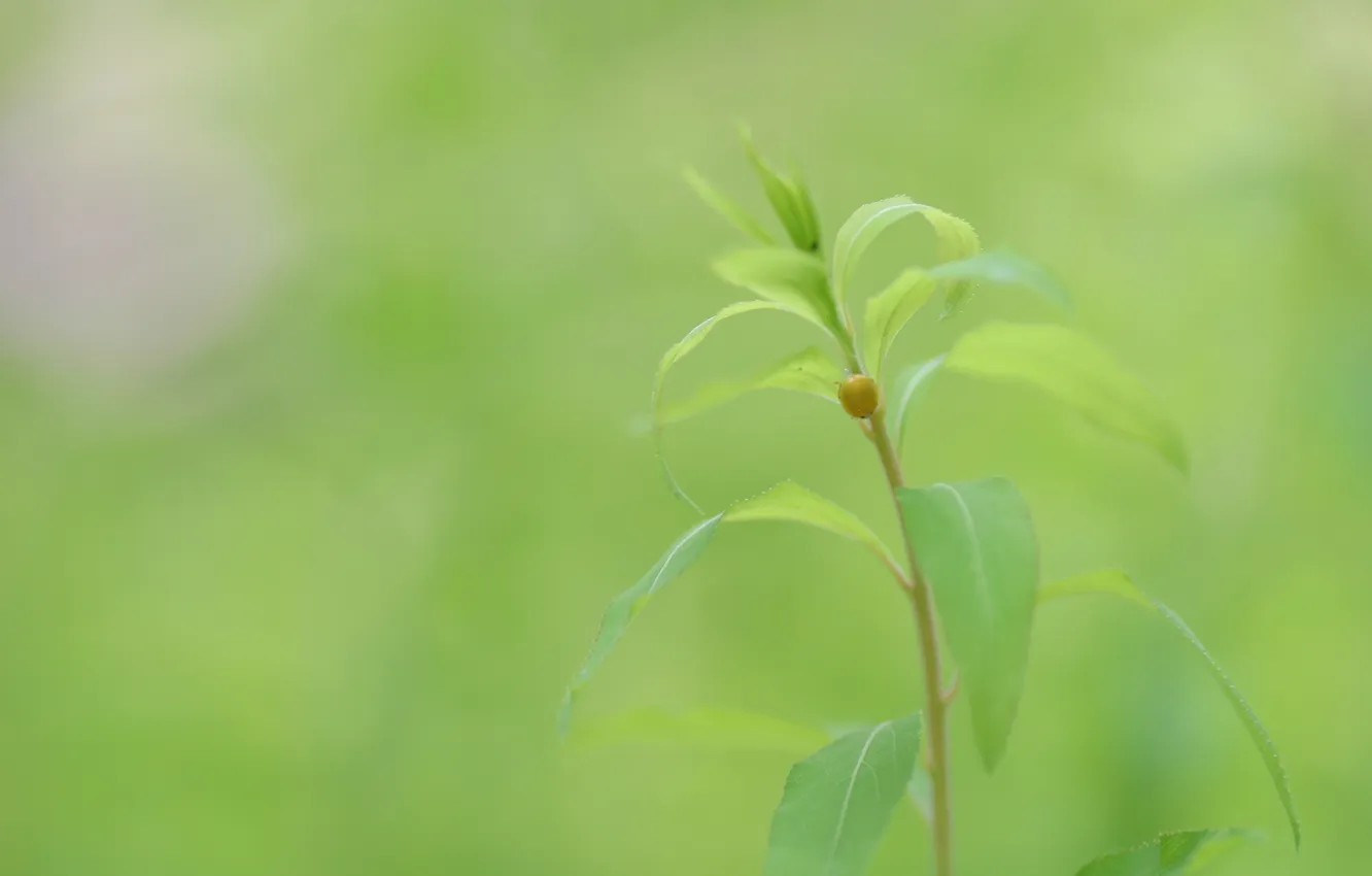 Wallpaper Stem Insect Beetle Greens Leaves Plant Nature Macro