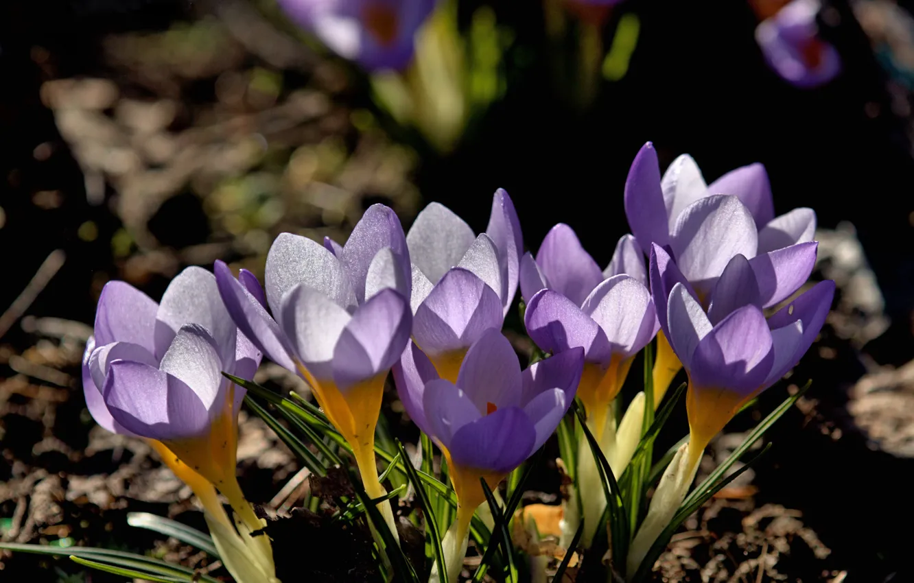 Wallpaper Light Flowers The Dark Background Glade Spring Crocuses