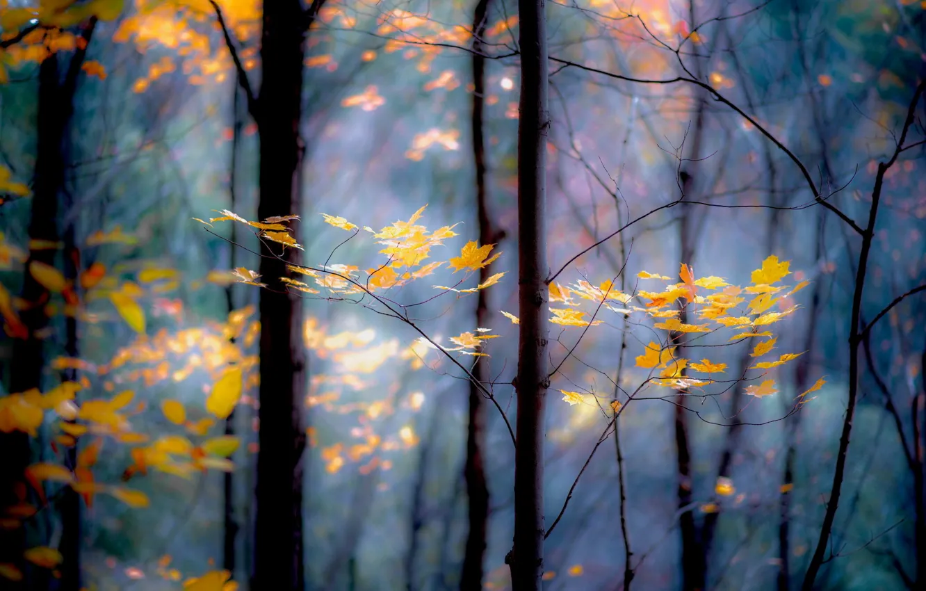 Wallpaper Forest Leaves Trees Branches Yellow Autumn For Mobile