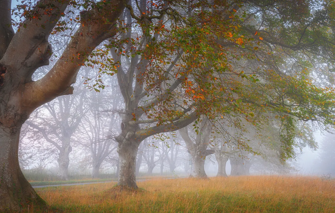 Wallpaper Autumn Forest Grass Trees Fog Park Branch Glade