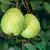 Users Guava54