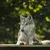 Users Wolf