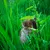 Users Find_chameleon