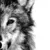 Users Lonewolves
