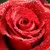 Users redrose