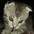 Users Maksim-dvinov-max-animation
