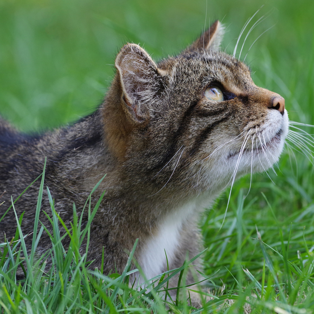 Download wallpaper cat, grass, cat, face, portrait, wild cat, looking up, s...