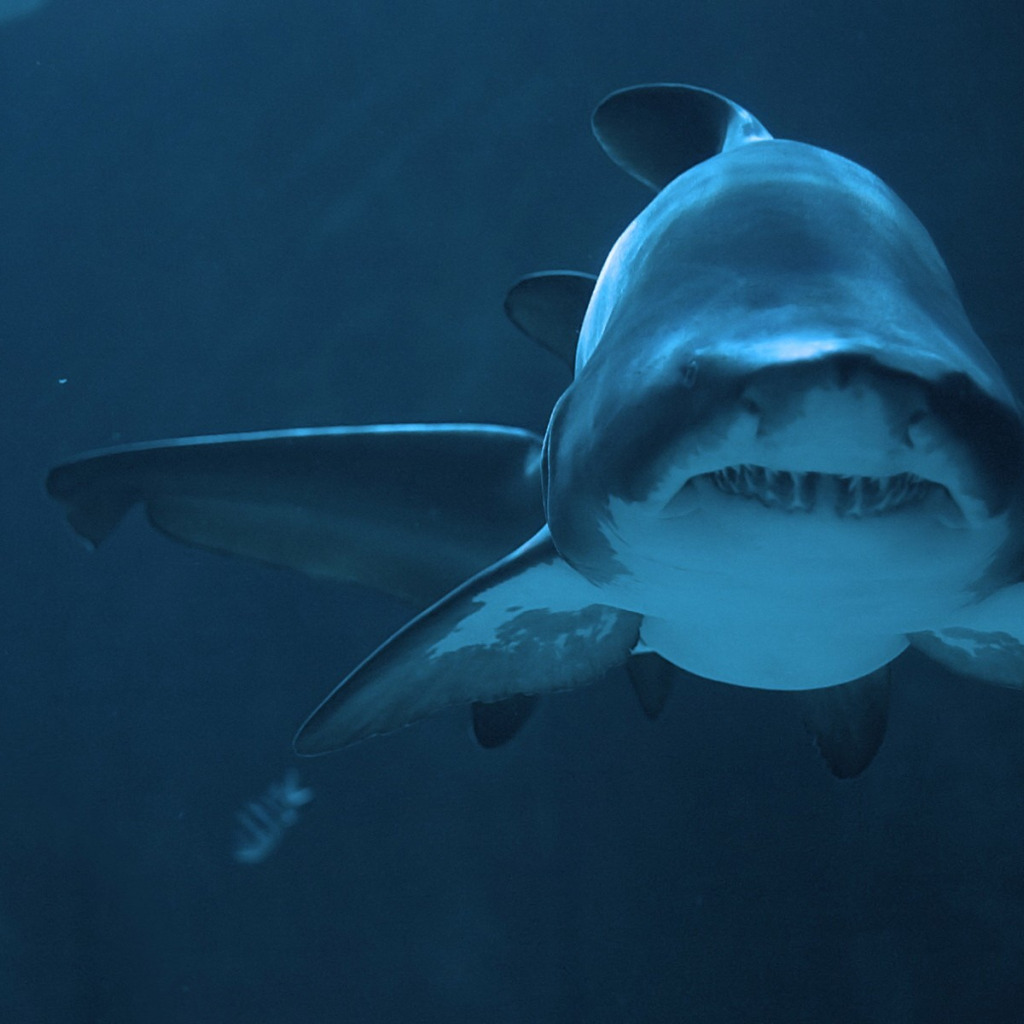 Download wallpaper predator, shark, depth, section animals in ...