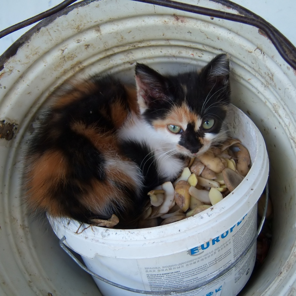 Котята топят людей. Котята топят людей. Утопленные котята в ведре. Утопленные котята в ведре. Котята топят людей.