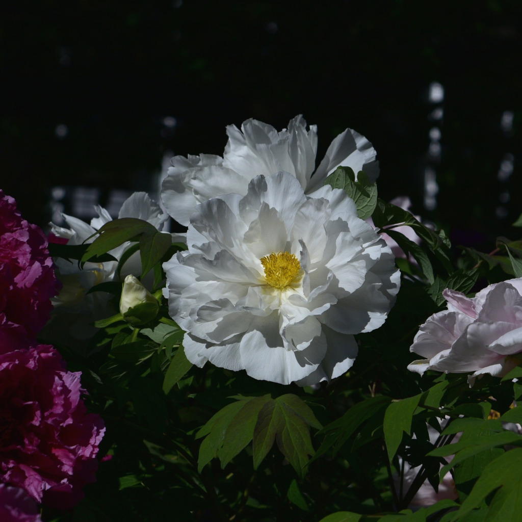 Пионы ночью фото Download wallpaper spring, the bushes, peonies, section flowers in resolution 10