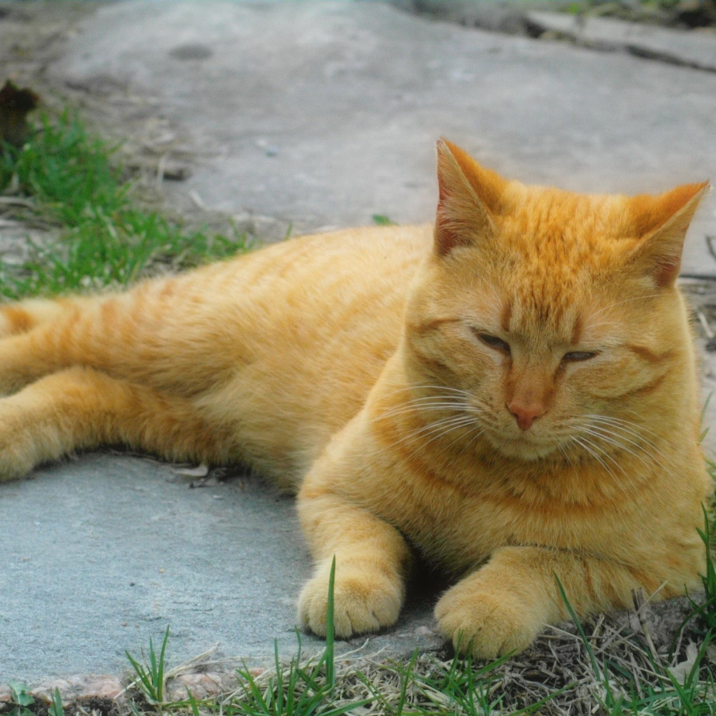 Желтый кот. Желтая кошка. Рыжий кот с желтыми глазами. Рыжий котенок с желтыми глазами.